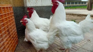 سلالة جديدة لدجاج مصري يغزو الأسواق قريباً