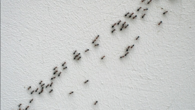 حيل ذكية لطرد النمل من منزلك بشكل نهائي.. جربيها